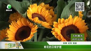 鮮花的日常護(hù)理
