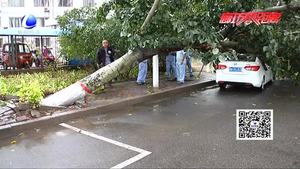 樹倒砸車誰來擔(dān)責(zé)？