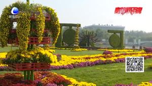 一片花海一片情 踏秋賞菊正當時