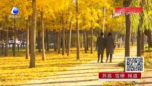 深秋“醉”美景觀 和平路兩旁銀杏樹落葉繽紛