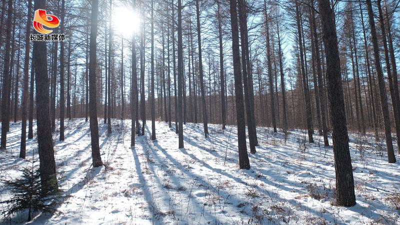 林場(chǎng)衛(wèi)士一一張振江