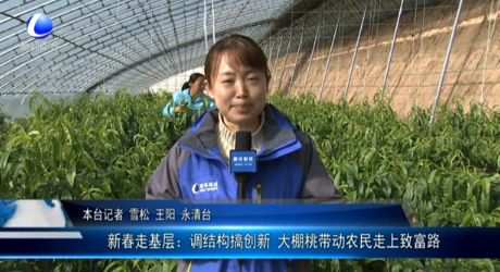 新春走基層：調結構搞創(chuàng)新 大棚桃?guī)愚r民走上致富路