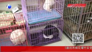 狗年到 狗狗身價大漲啦！