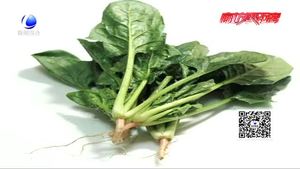 吃菠菜補(bǔ)鐵 背后真相是大力水手的傳說(shuō)