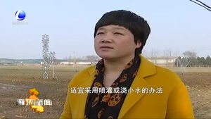 大城縣農(nóng)業(yè)局全力做好春季小麥管理工作