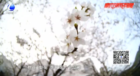 春天賞花傻傻分不清 專家教您如何解