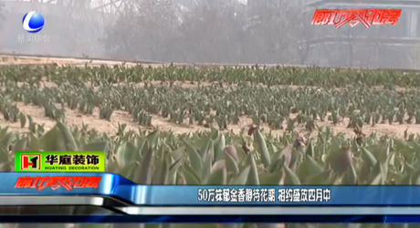50萬(wàn)株郁金香靜待花期 相約盛放四月中