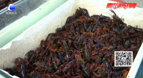 小龍蝦上市 價格略高