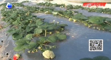 長相奇怪的草莓能吃嗎？