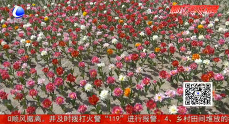 50萬(wàn)株郁金香“花海梯田”等您來(lái)觀賞