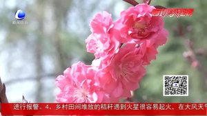 最美四月天 大美廊坊許你一場“花路”之約