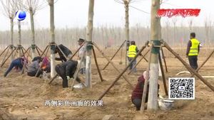 廊坊開發(fā)區(qū)“一地、一帶、五路”造林綠化工作進(jìn)展順利