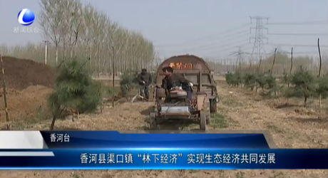 香河縣渠口鎮(zhèn)“林業(yè)經(jīng)濟”實現(xiàn)生態(tài)經(jīng)濟共同發(fā)展