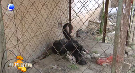 永清縣好心村民救助野生黑天鵝