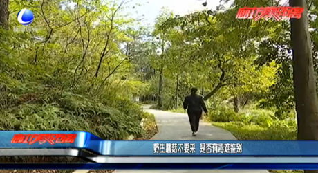 野生蘑菇不要采 是否有毒難鑒別