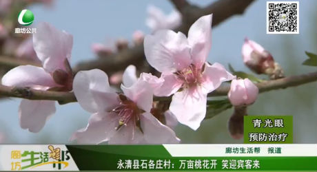 永清縣石各莊村：萬(wàn)畝桃花開(kāi) 笑迎賓客來(lái)
