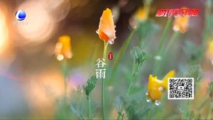 谷雨養(yǎng)生：祛濕除熱防春火 適當(dāng)鍛煉強(qiáng)體魄