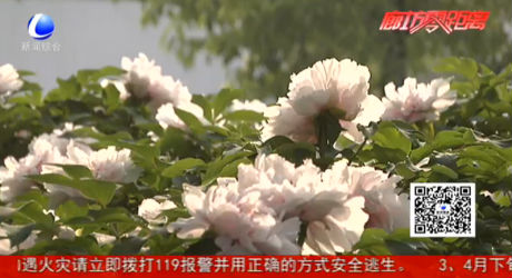 人間四月芳菲盡 公園牡丹正當時
