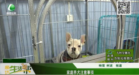 家庭養(yǎng)犬注意事項