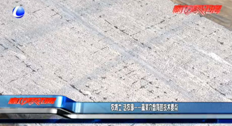 農博士 話農事——蔬菜穴盤育苗技術要點