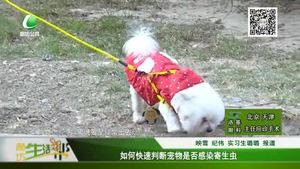 如何快速判斷寵物是否感染寄生蟲