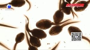 民間偏方生吃蝌蚪可治病 醫(yī)生：不可能