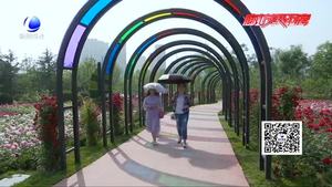 市花月季驚艷登場(chǎng) 喜迎“5·18”四海賓朋