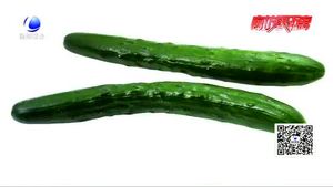 頂花帶刺黃瓜涂過避孕藥？專家；不可信