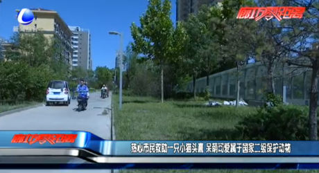 熱心市民救助一只小貓頭鷹 呆萌可愛屬于國家二級保護動物