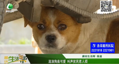 流浪狗雖可愛 叫聲擾民惹人煩