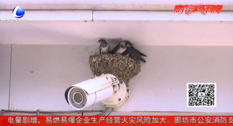 小燕子巧搭窩 搭窩生子多快樂