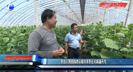 農(nóng)技人員田間地頭指導(dǎo)菜農(nóng)應(yīng)對高溫天氣