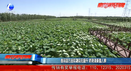 香河縣萬(wàn)畝荷塘荷花盛開(kāi) 嬌艷清新惹人醉