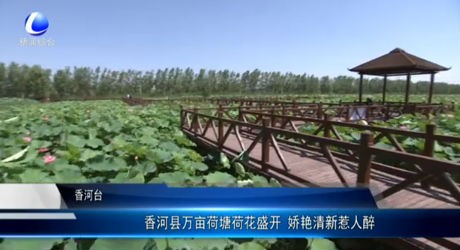 香河縣萬畝荷塘荷花盛開 嬌艷清新惹人醉