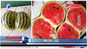 霸州瓜農(nóng)種出“連體瓜”