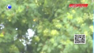 廊坊發(fā)布雷電黃色預警信號 局地有短時強降水 大風等強對流天氣