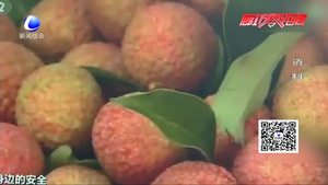 “10個孩子因吃荔枝死亡”刷爆朋友圈 醫(yī)生說出真相