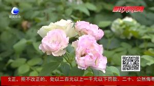 月季養(yǎng)護(hù)記錄表正式投入使用 數(shù)據(jù)化紀(jì)錄月季生長(zhǎng)過(guò)程