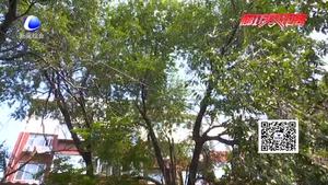 大樹折斷壓電線 誰有權(quán)利伐樹