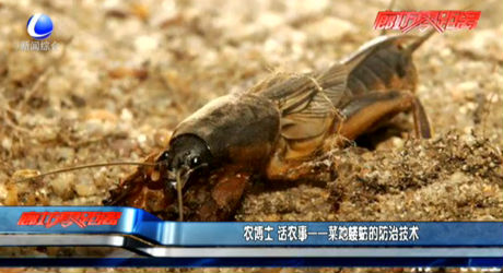 農(nóng)博士話農(nóng)事——菜地螻蛄的防治方法