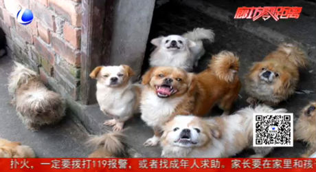 夏季寵物易怒 更要留心預(yù)防狂犬病