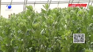 菊花蚜蟲的綜合防治技術