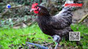 食在好源頭——雞肉的營養(yǎng)價(jià)值