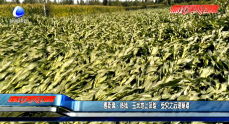 玉米地上保險(xiǎn) 受災(zāi)之后理賠難
