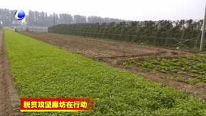 香河縣實施六大專項行動 助力精準脫貧
