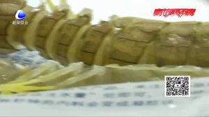 皮皮蝦被注膠？專家實驗辟謠