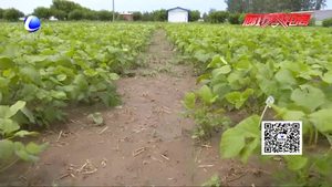 農(nóng)博士 話農(nóng)事——新品種黑綠豆栽培技術