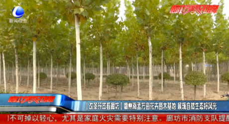 霸州市南孟萬畝花卉苗木基地 展現(xiàn)自然生態(tài)風(fēng)光