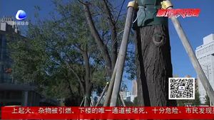 11棵市樹成功移植 助力城區(qū)道路建設(shè)
