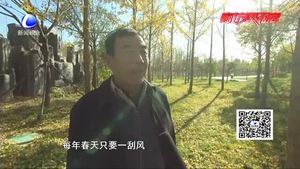 永清銀杏黃 金秋景最美